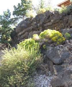 Bitterbrush and rock outcrop