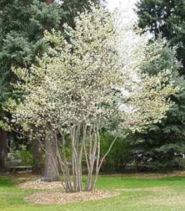 Serviceberry