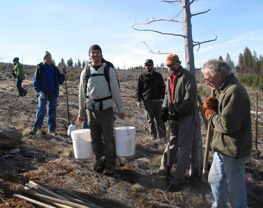 tree planting