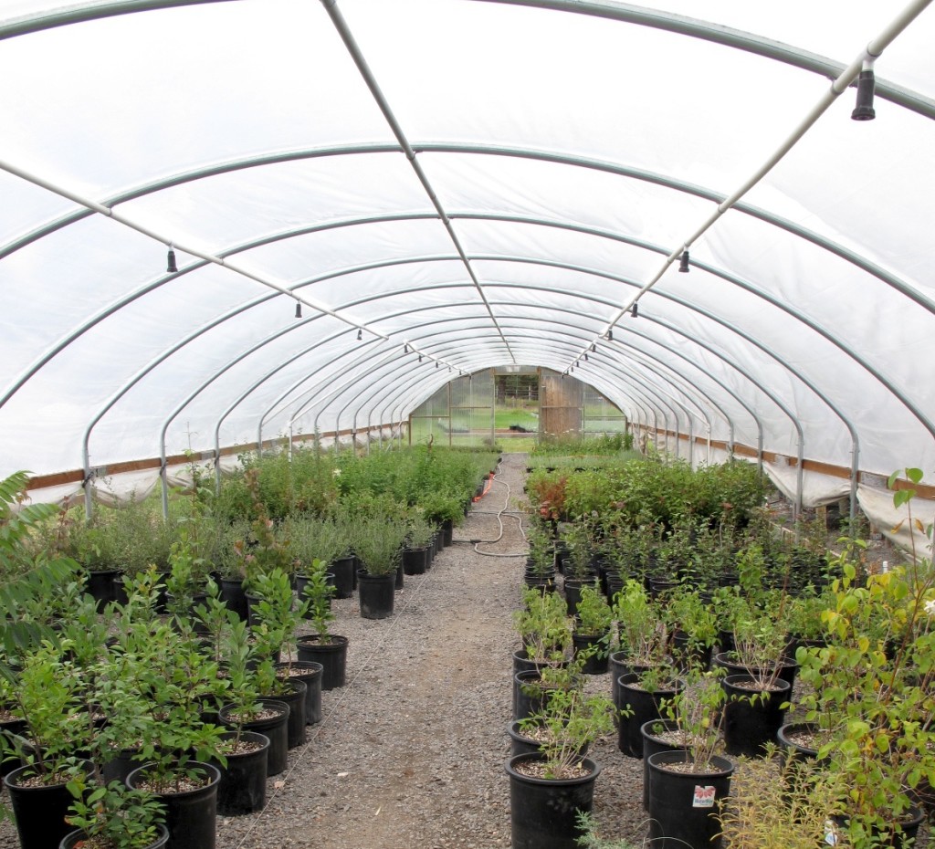 Native, drought-tolerant plants like these in the Wintercreek Nursery greenhouses, will be used at Desert Rain.