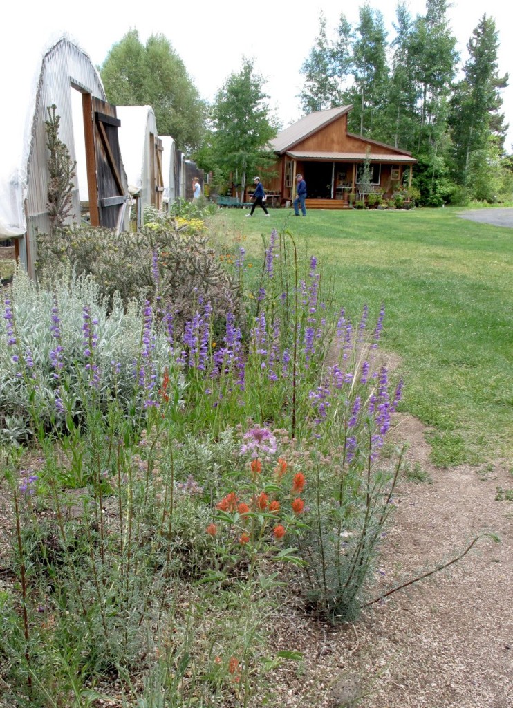 Winter Creek Nursery in Bend. Rick Martison and Karen Theodore specialize in native, local plant material.