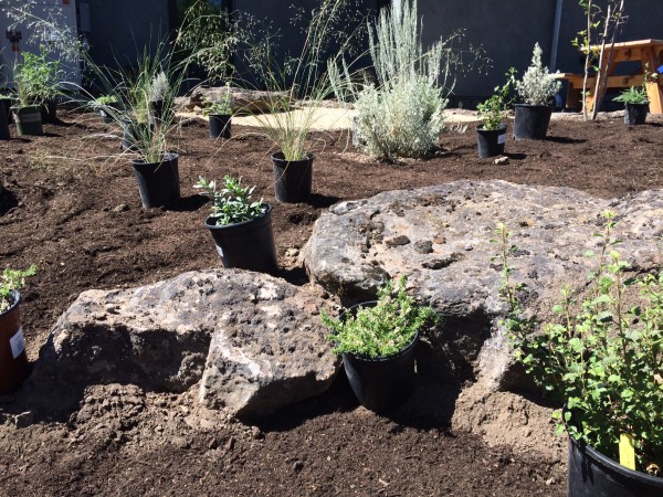 Planting shrubs near rocks helps create "resource islands" - areas that will support plant-life with very little water or resources.